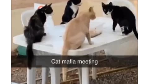 "Secret Mafia Cats Meeting: Feline Underworld Unveiled"