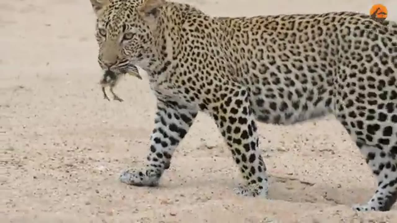 Innocent Baby Bird Walks Up To Leopard - Crazy Ending