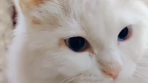 Cute and funny cat video.