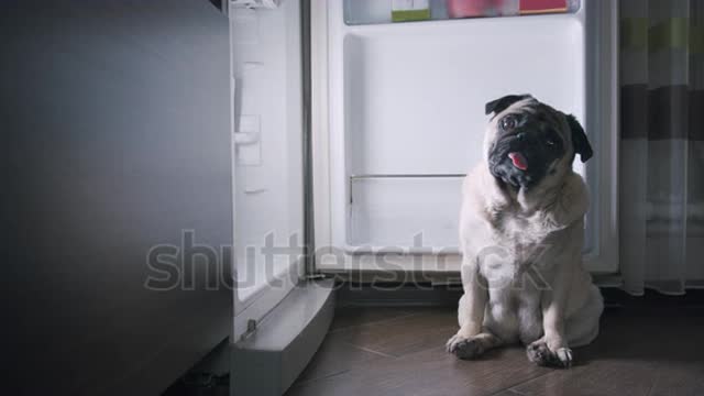 Funny hungry pug dog looking pitifully sitting in comical pose near fridge