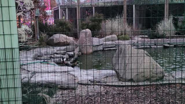 Enjoying the Christmas lights at the Toledo Zoo - 3