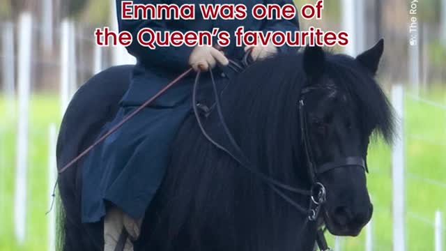 MSNEWSQueen Elizabeth's corgis & pony bid her a final farewell