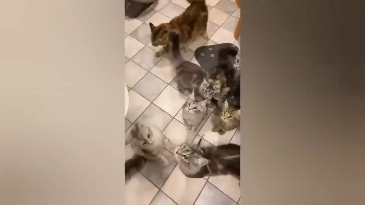 HOUR FUNNY CATS COMPILATION 2022😂_ Funny and Cute Cat Videos😸 ! - 098