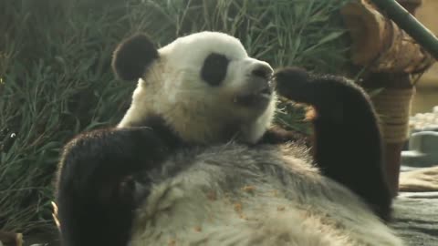 The giant panda