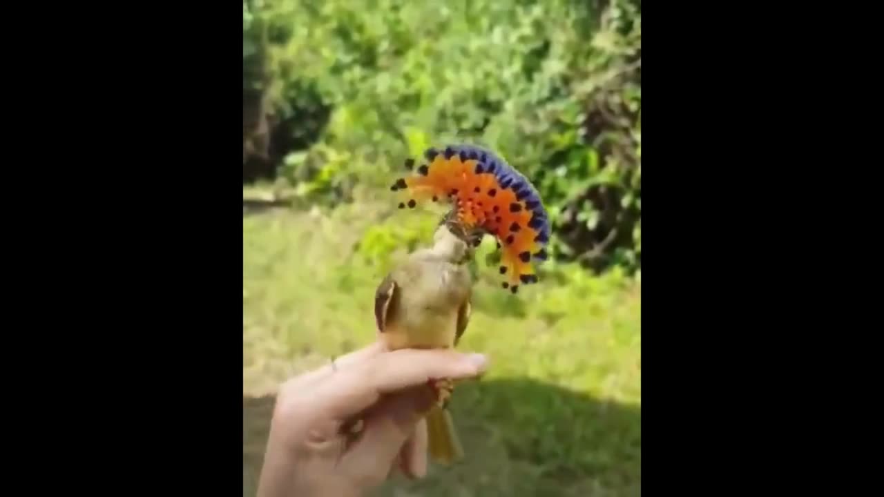 Funny dance of a cute bird