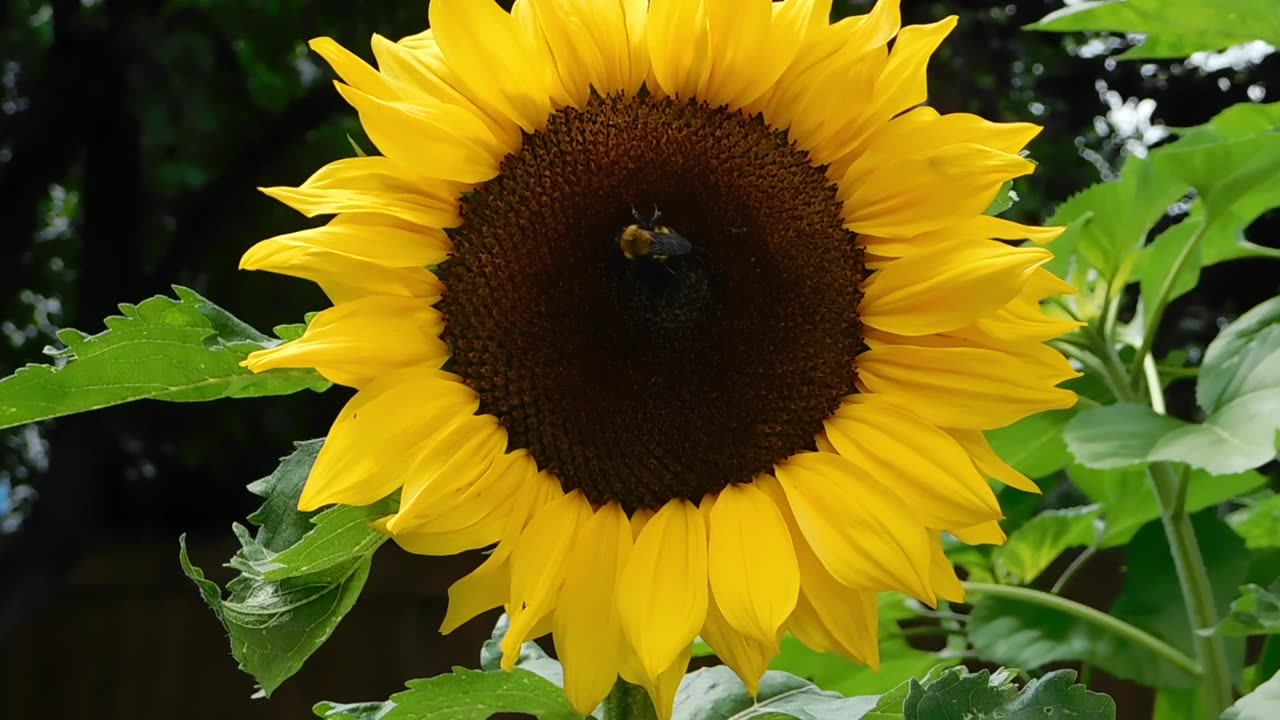 The bee 🐝 on the sunflower 🌻