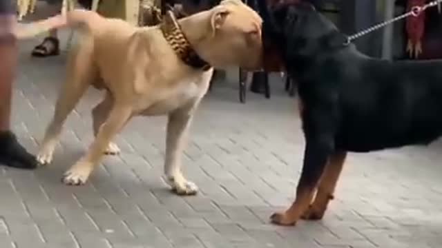 American bully x Pitbull VS Rottwiler