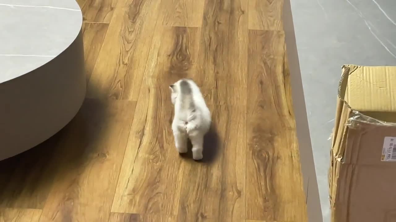 The cat that walks and shakes is so cute