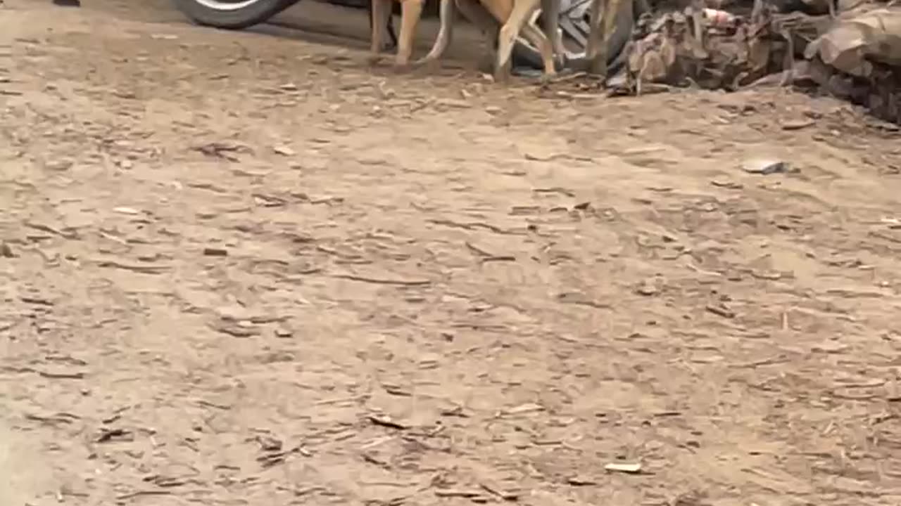 Dogs fight