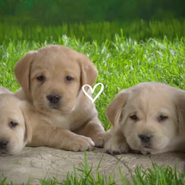 Cute Dogs pictures 😍😍