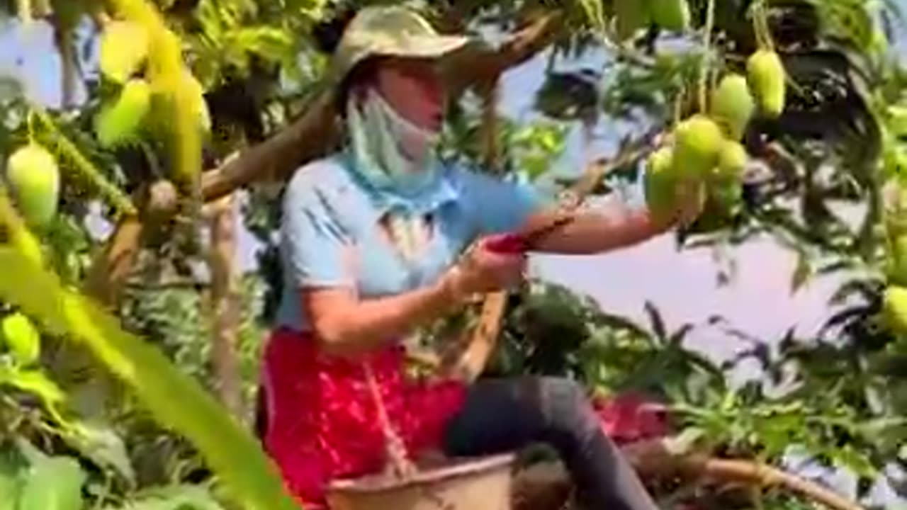 Harvesting Mangoes in mountain #harvesting #