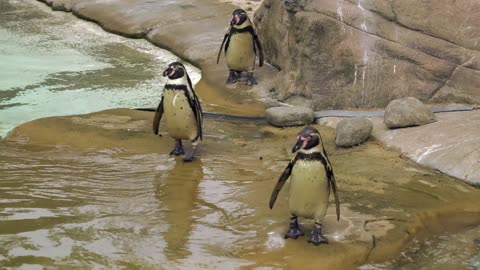 penguins in the zoo