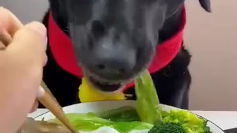 Dogs eat delicious food