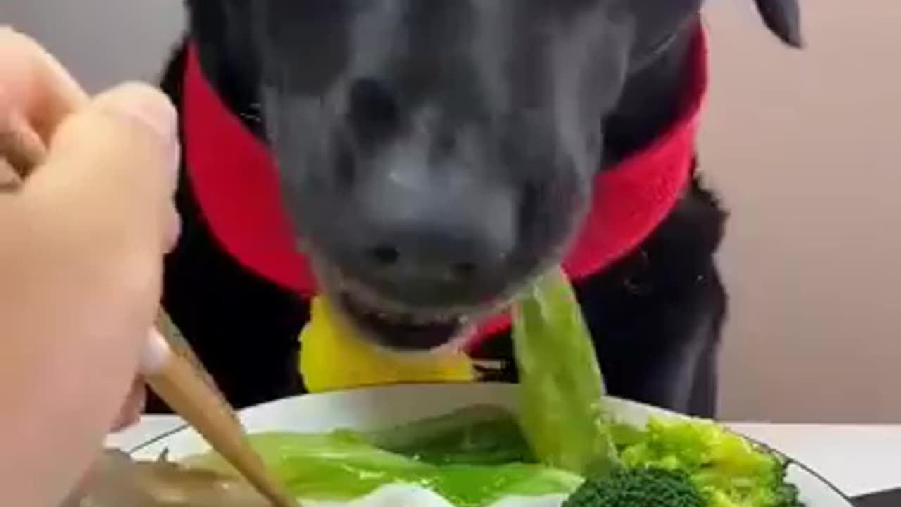 Dogs eat delicious food