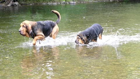 Pup Learning to swim