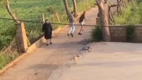 😅😅funny animal vedio😅😅