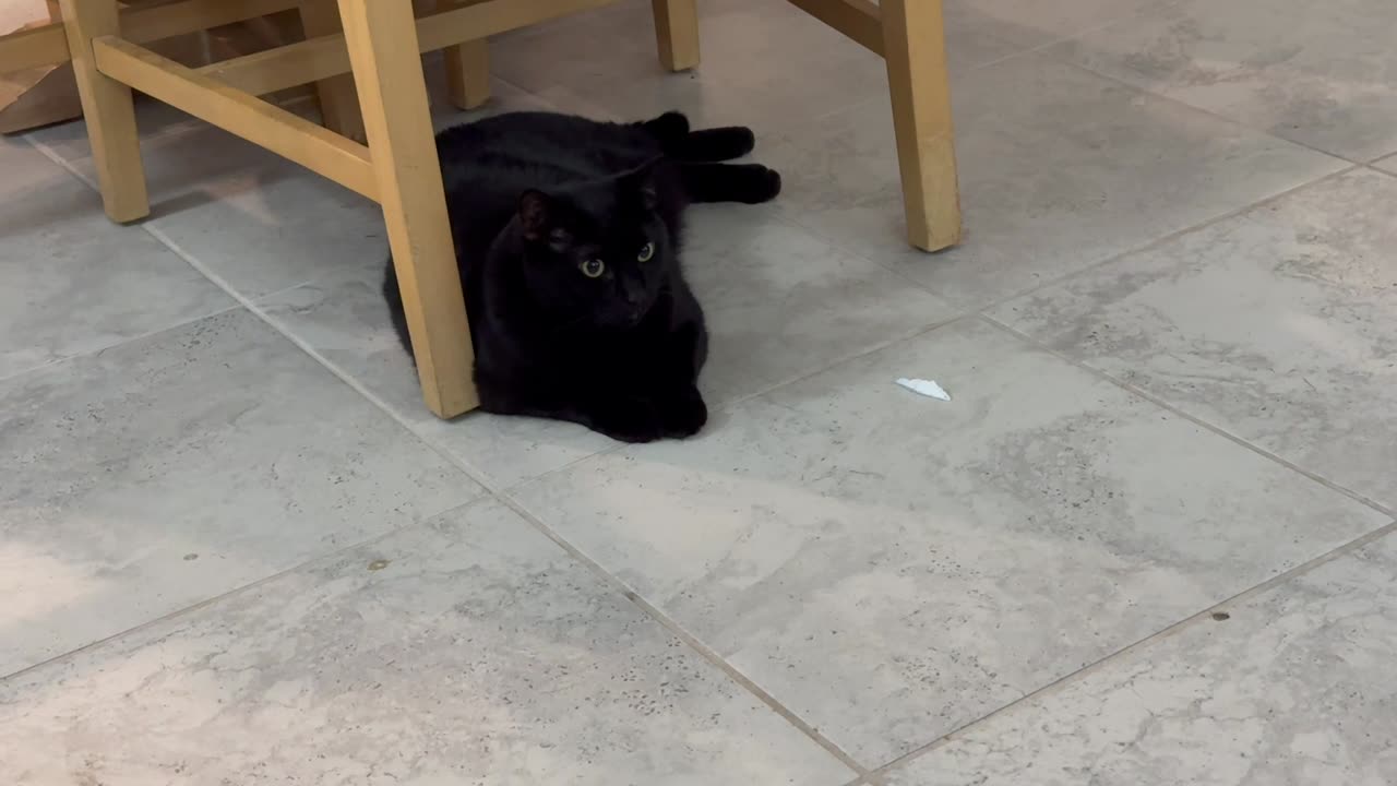 Adopting a Cat from a Shelter Vlog - Cute Precious Piper Watches the Dog