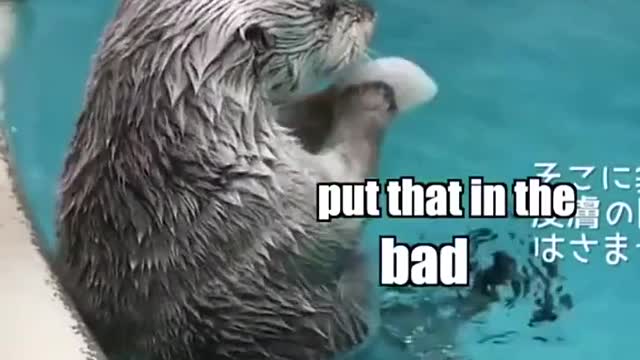 The much anticipated Inspector Otter is back!