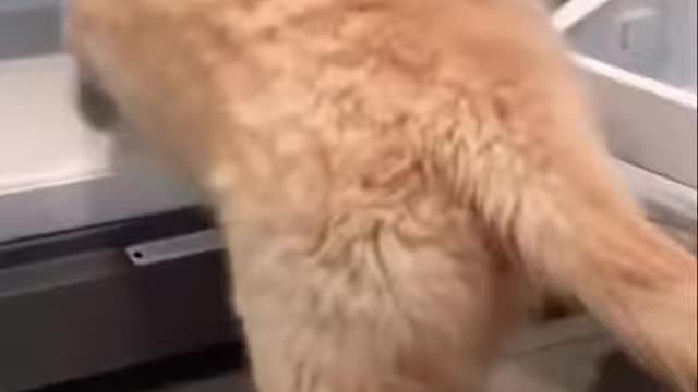 Ohh where home make this go viral | #shorts | #viral | #funny | #cutedogs