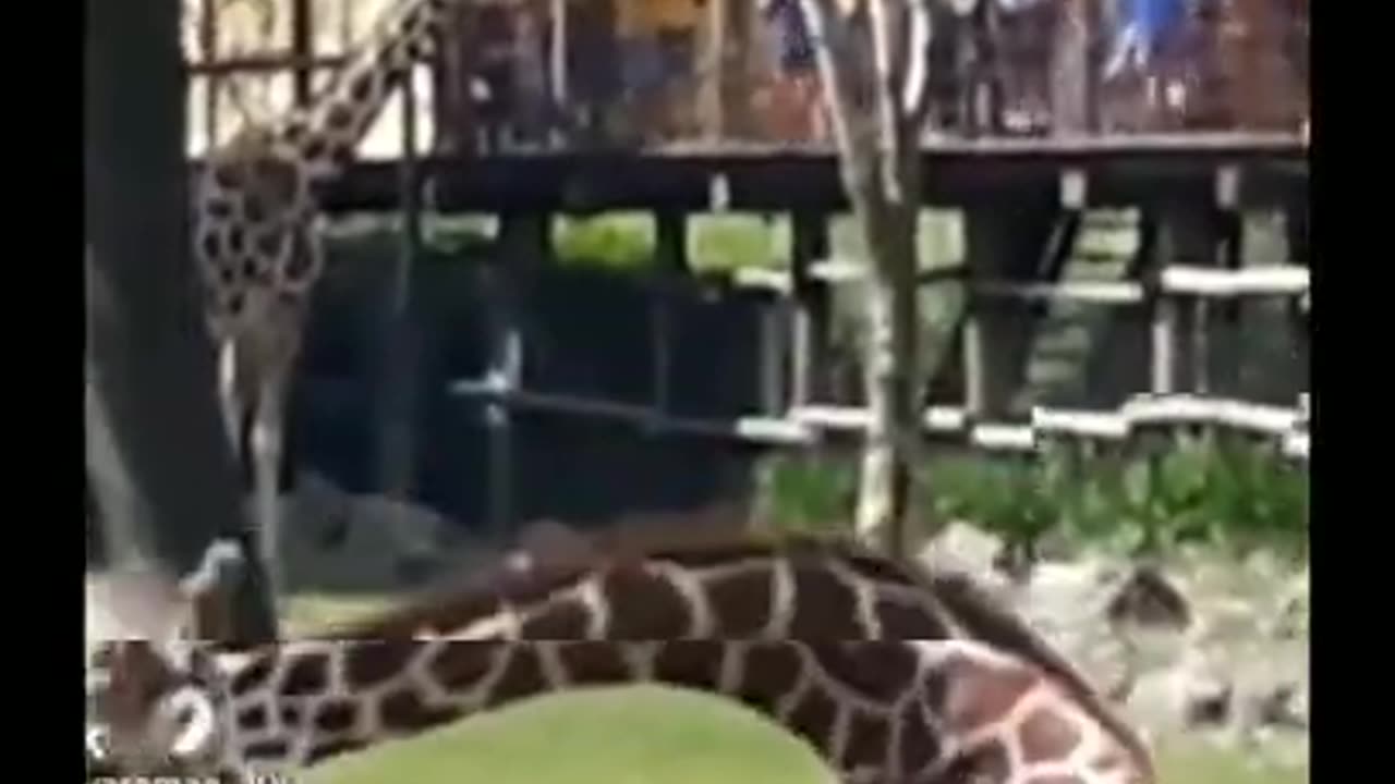 Giraffe fight video 🤣💥🤣#short 🤣🤣👌