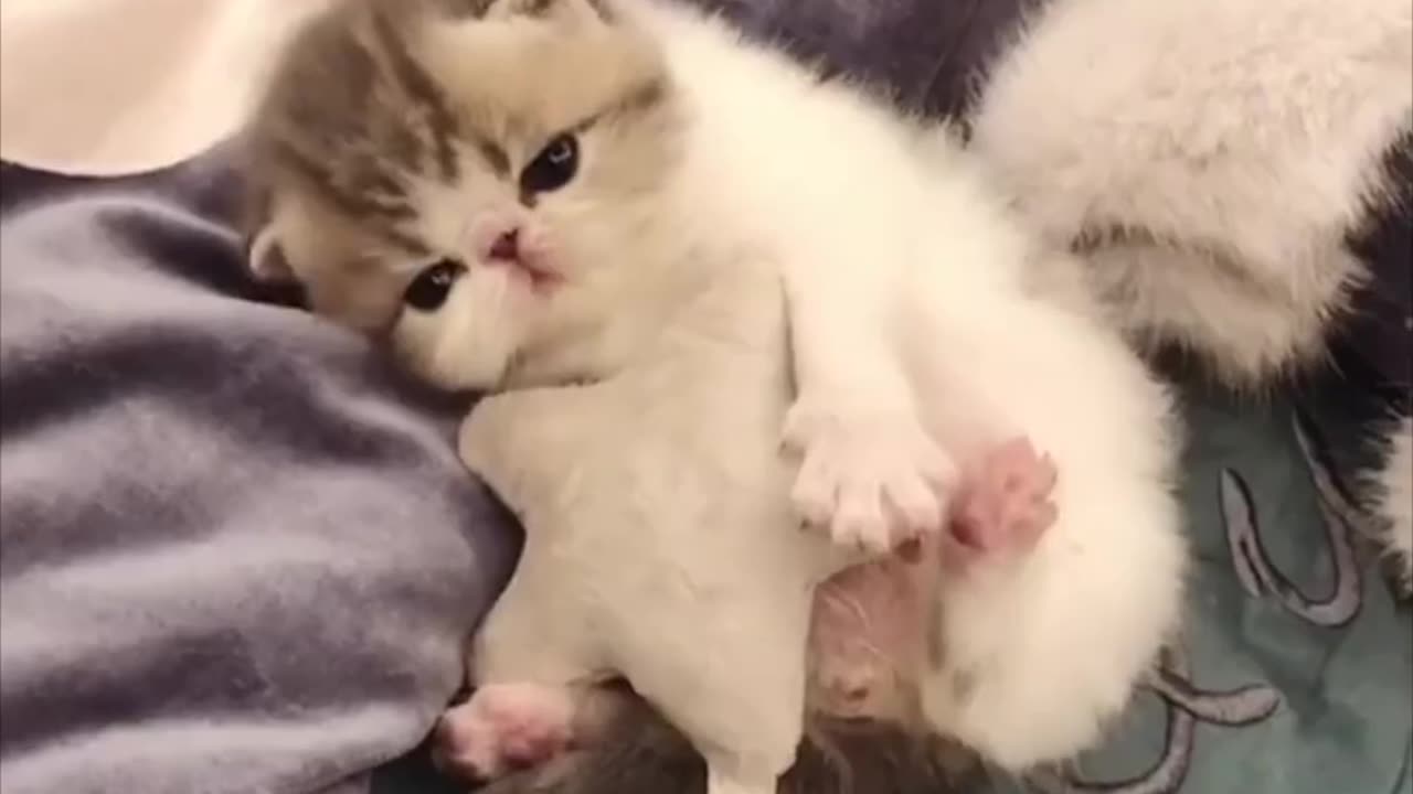 compilation,cute cats,cute cats videos,cute cats compilation,lockdown