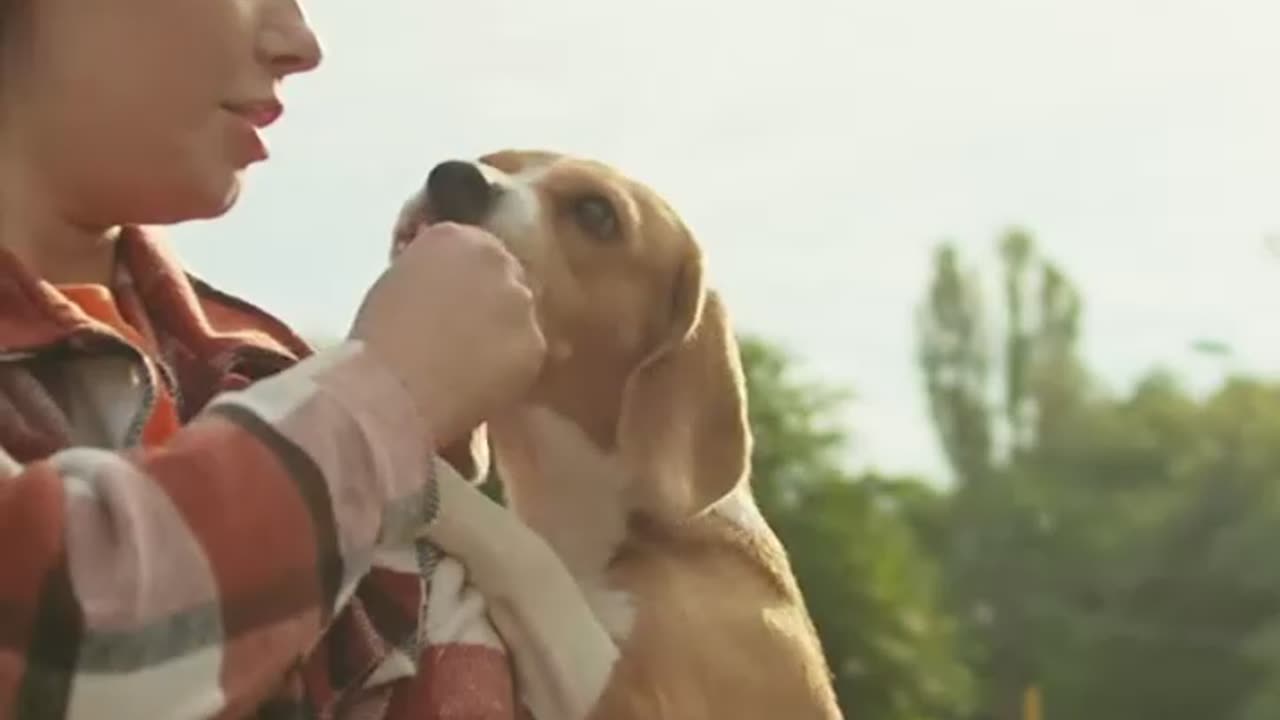 Wie Du Deinen Hund zu einem optimalen Begleiter erziehst! https://t.ly/NPtG3