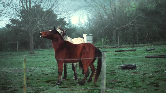 Les jumeaux