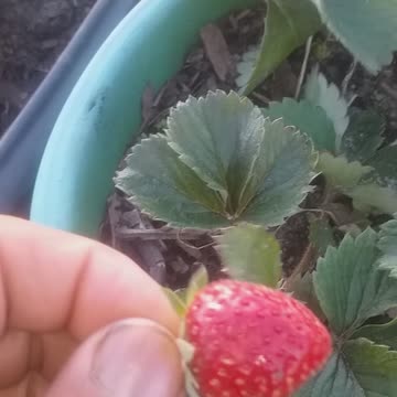 Strawberryes do Renato