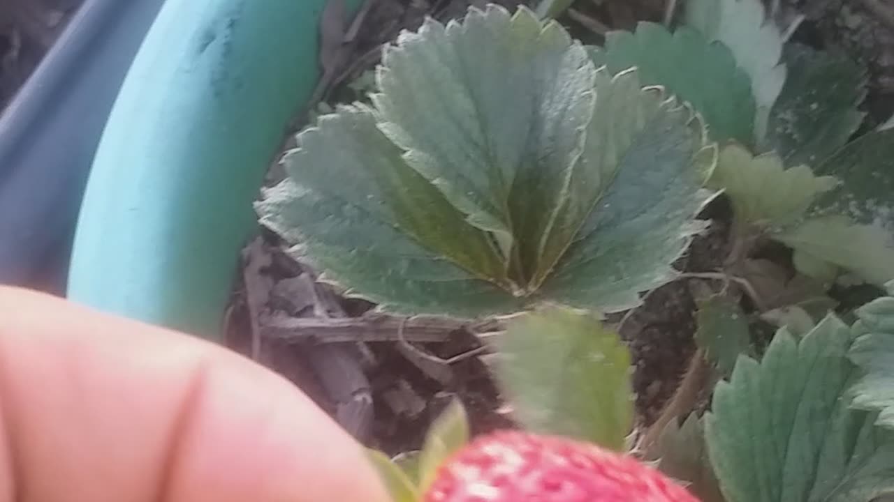 Strawberryes do Renato