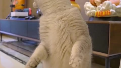 My cat drinks water