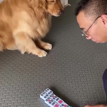 Smart dog is a winner at this mahjong game 🐶