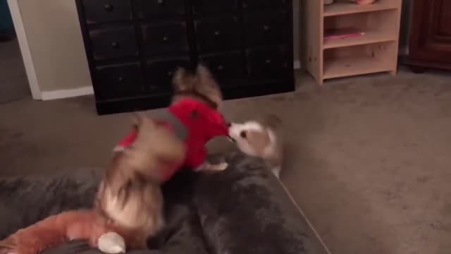 Cutest Corgi Videos Ever Created Aww Cute Dogs