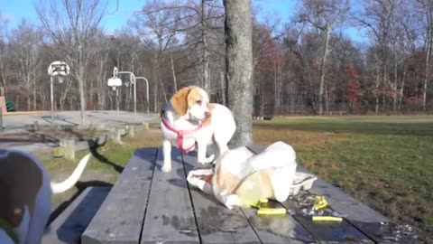 Dogs' Epic Shopping Cart Voyage: Funny