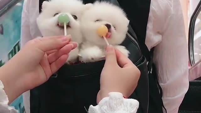 cutest and funny pet in this world | Funny pet videos