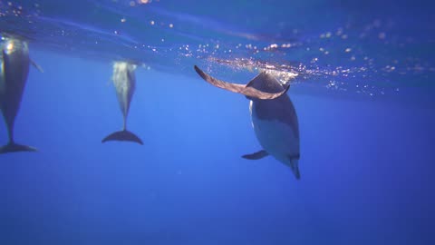 10 curious people who are affected by dolphins