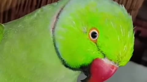 parrot calling to mother