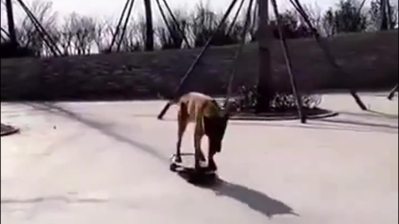 Skateboarding Dog! Wait for it... #funny #dog #viral #trending #shorts @msnbc