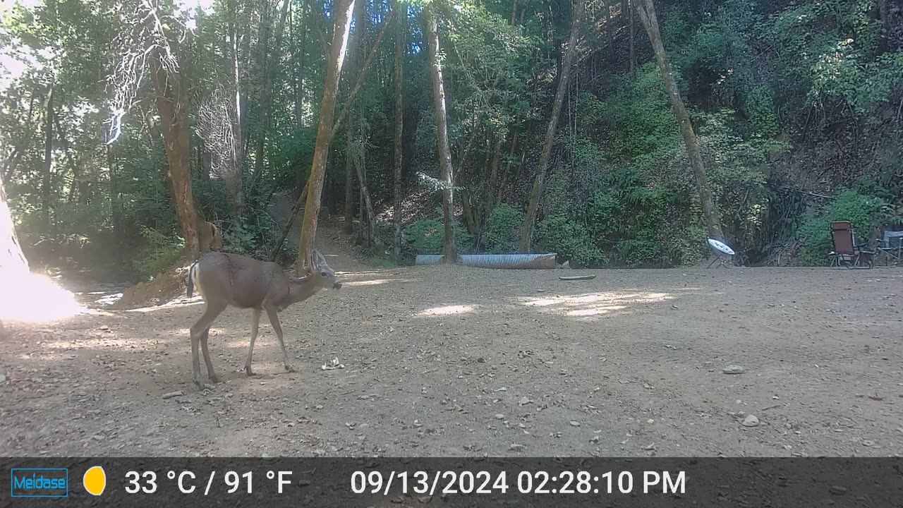 Doe and her Fawn