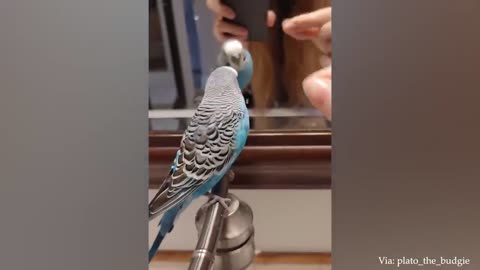 Parrots are TROLLS!!! 😂
