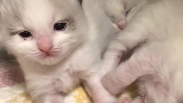 OMG So Cute Cats ♥ Best Funny Cat ❤️🐈Videos 2021 #shorts