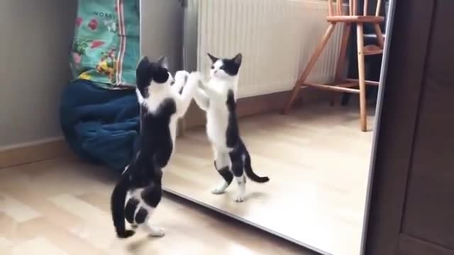 Funny cat video