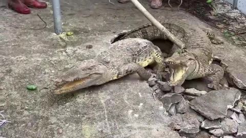 Crocodile in tunale