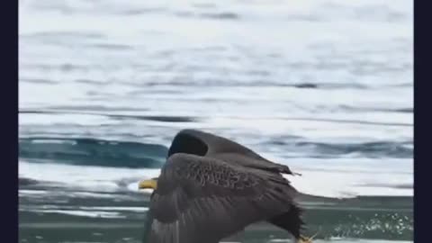 The Eagle Got It's Prey