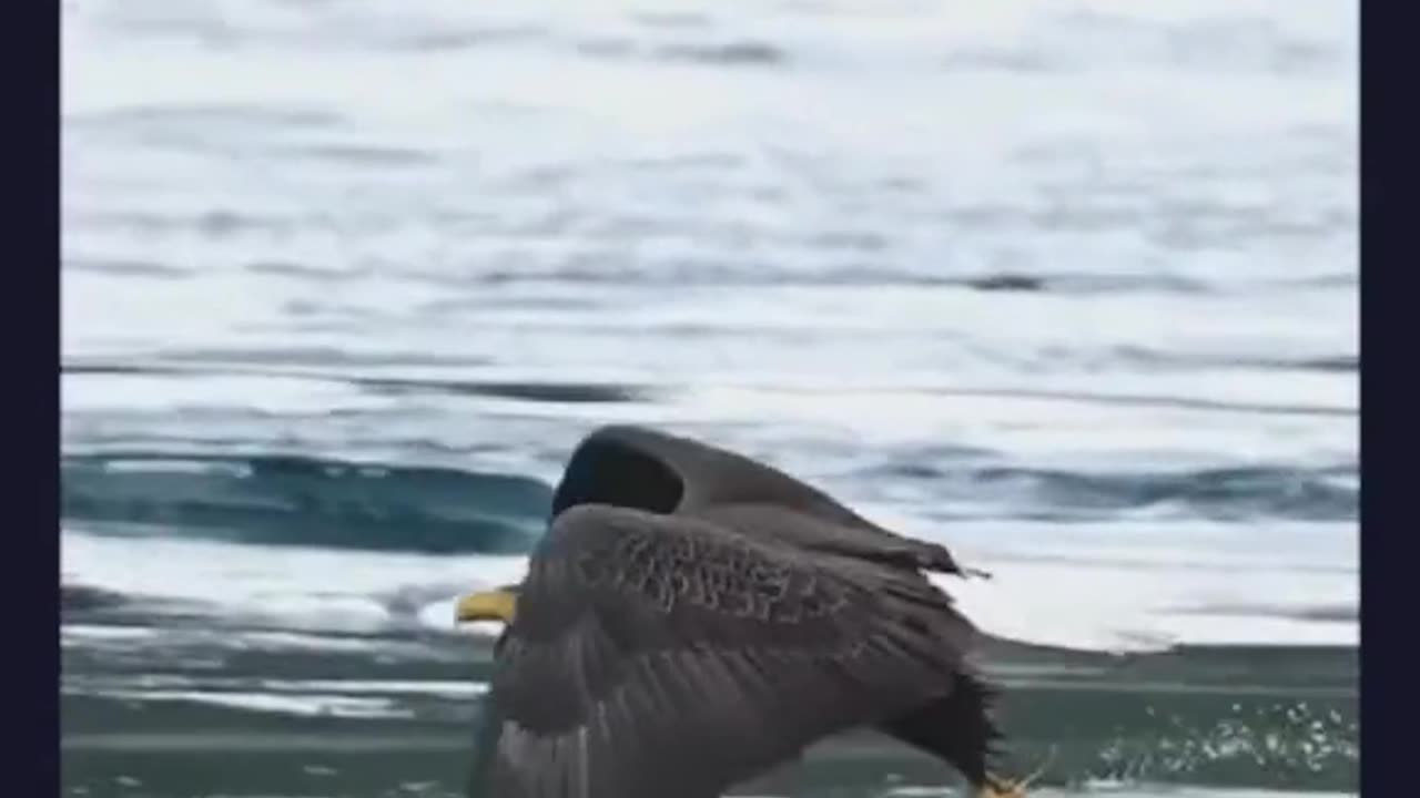 The Eagle Got It's Prey