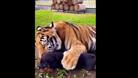 Cutie 🐕🐯#short#short video