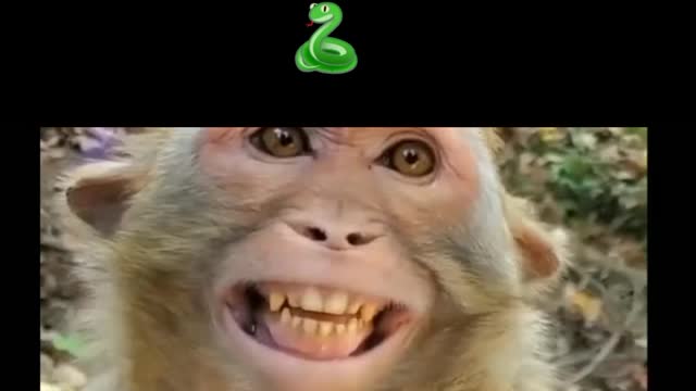 Monkey laughing funny🤣 moments