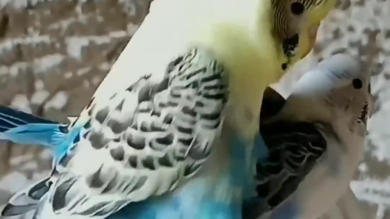 bird sex very good🦜