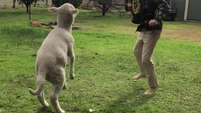 Boy and His Rescue Lamb Are Best Friends