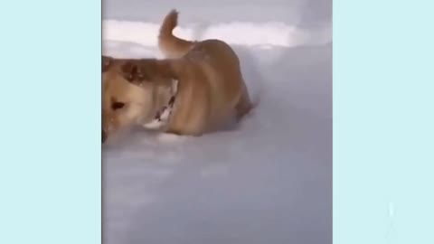 Dog ice masti