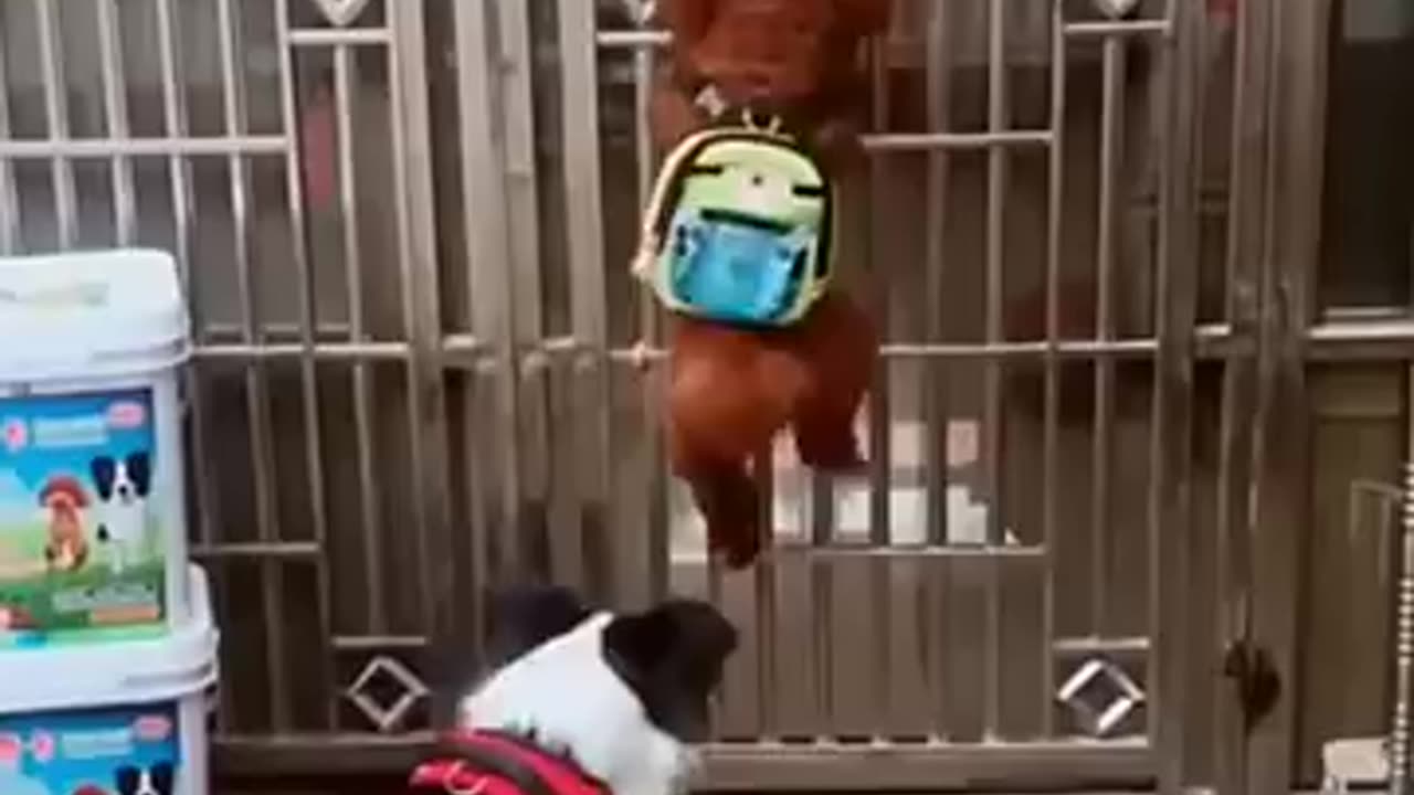 funny animal videos dog :)